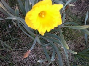 Friday Frags First Flower 4 14