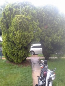 Bushes Ugly