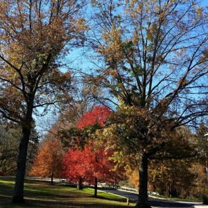 Fall in Delco